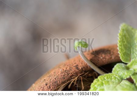 Close Up Episcia Cupreata Leaf  In Flower Pot