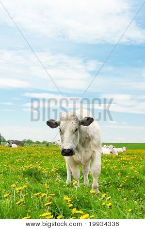 Krávy