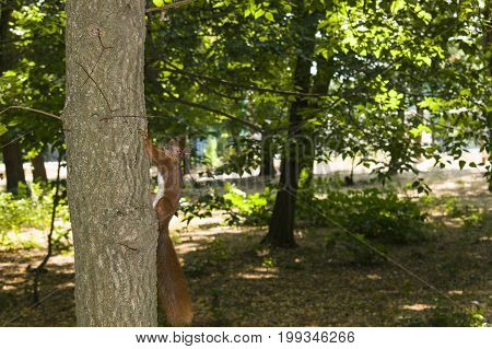 An Amazing Picture Of Beautiful Sunny Animal Proteins Sitting On A Tree In A Deep Forest, Animal Pro