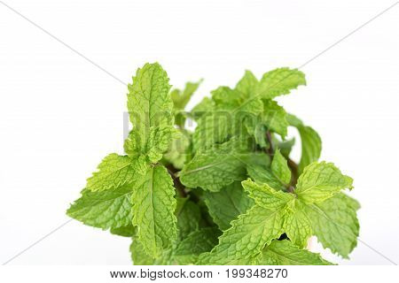 Fresh Green Mint Branch Isolated On White Background