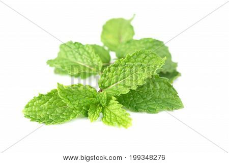 Fresh Green Mint Branch Isolated On White Background
