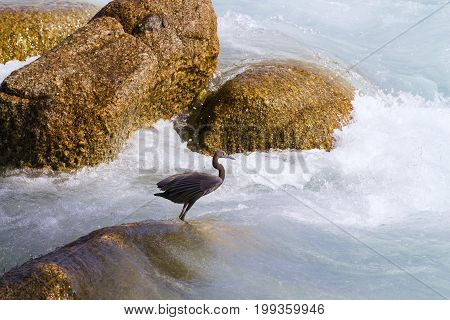 Pacific Reef Egret on the rock seaside aisia beach black pacific reef egret looking for fish at beach rock.