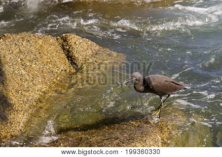 Pacific Reef Egret on the rock seaside aisia beach black pacific reef egret looking for fish at beach rock.