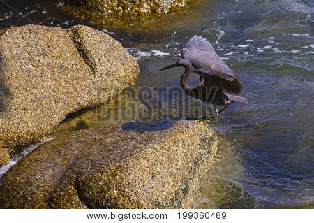 Pacific Reef Egret on the rock seaside aisia beach black pacific reef egret looking for fish at beach rock.