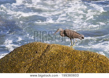 Pacific Reef Egret on the rock seaside aisia beach black pacific reef egret looking for fish at beach rock.