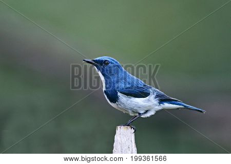 A beautiful bird in the wild Asia. White-browed blue flycatcher or Ultramarine flycatcher (Ficedula superciliaris) the beautiful blue bird perching on the curve stick isolated .