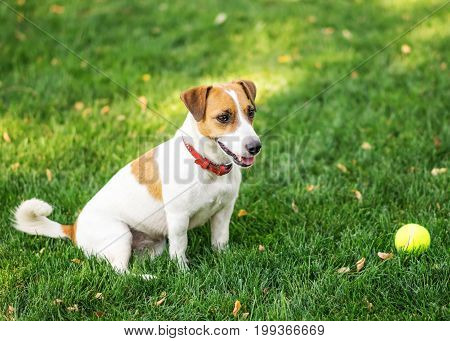A cute dog Jack Russell Terrier resting after play with a small Tennis ball on green lawn
