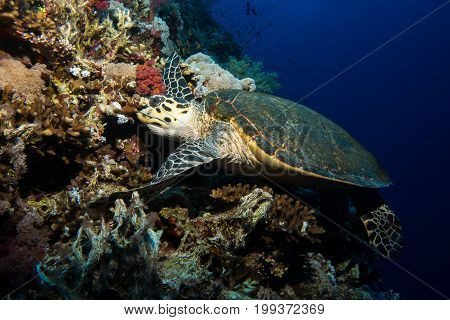 Turtle in the red sea in egypt