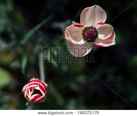 Red fresh blooming anemone coronaria flower an small flower pud