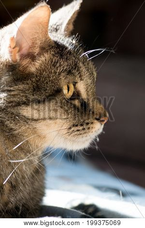 A close-up portrait of an adult tabby cat laying in a sun patch