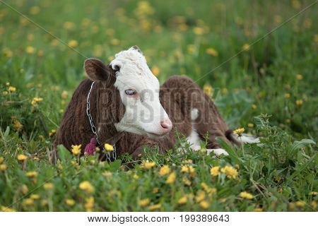 Small Calf Lying