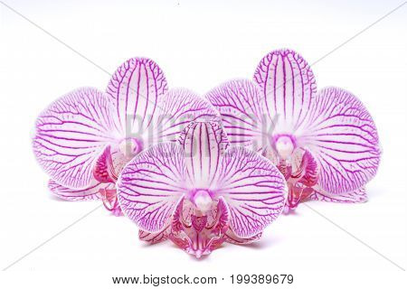 Three Orchid Flower With Stripes
