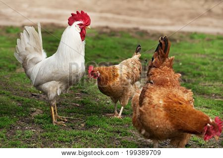Two Chickens And A Rooster