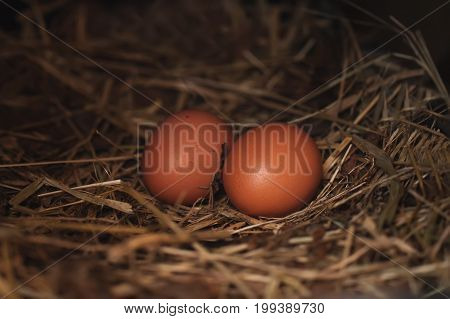 Two Chicken Eggs Lay In The Manger