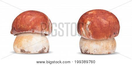 Two White Mushrooms Isolated