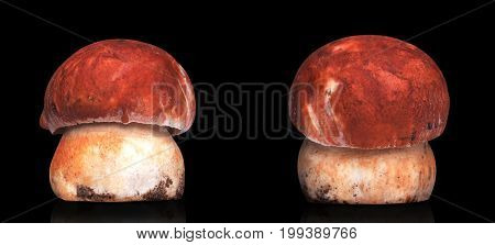 Two White Mushrooms Isolated
