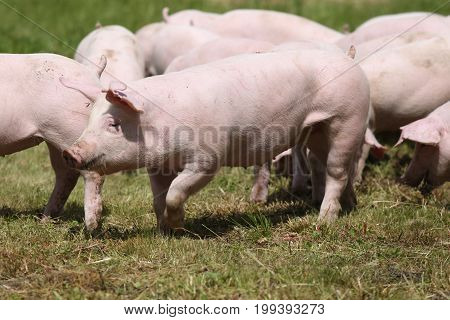 Group of small pigs eating fresh green grass on the meadow