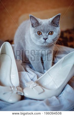 A gray cat sits beside the white bride's shoes on the bed. Preparing a bride for a wedding at home