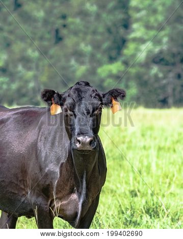 Black Angus cow looking at the camera to the left with blank area to the right - vertical format