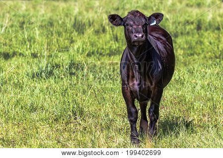Black Angus calf to the right with a background of green grass