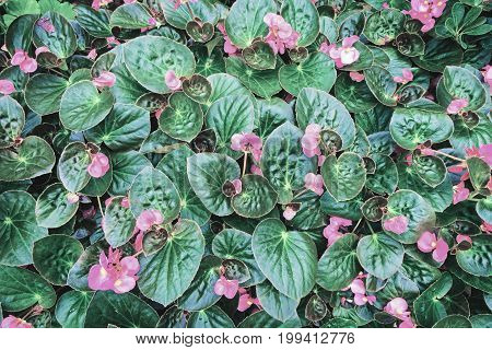 Piink Flowers Blooming with leaves pattern in a Garden in top view for background texture.