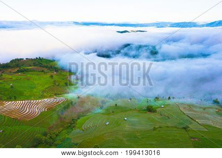 Aerial top view photo from flying drone of green rice fields in countryside Land with grown plants of paddy and sea of fog at Pa Pong Piang Thailand.