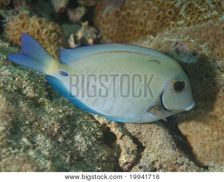 Doctorfish