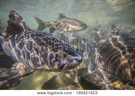 Soro Brook Carp Fish Shoot Under The Waterfall On Namtokphlio National Park Chanthaburi At Thailand.