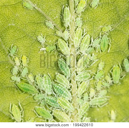 aphids on a green leaf. close . A photo