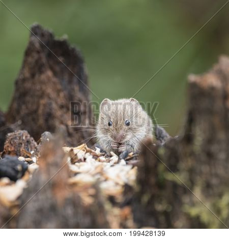 Bank Vole Rodent Myodes Glareoleus In Decaying Tree Stump In Forest Landscape