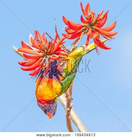A Rainbow Lorikeet (Trichoglossus haematodus) - a colourful medium-sized Australian parrot - feeding on the flowers of a Coral Tree (Erythrina sykesii) in Perth Western Australia.