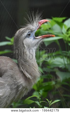 Red legged seriema bird with feathers standing up.