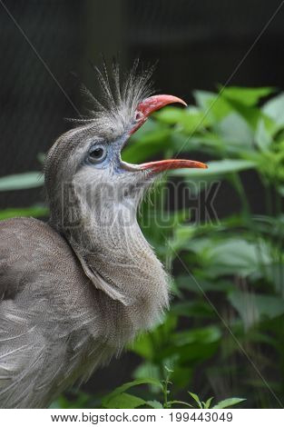 Crested cariema bird with his feathers standing up on it's head.
