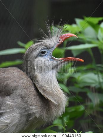 Wide open beak on a red legged seriema bird.