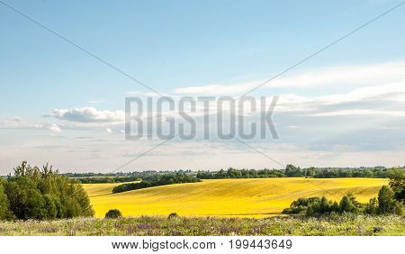 A General View Of The Colza Yellow Field