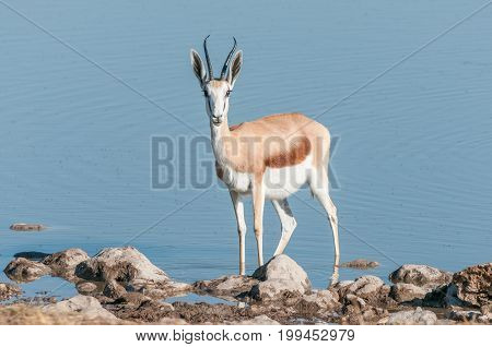 A springbok (Antidorcas marsupialis) in a waterhole in Northern Namibia