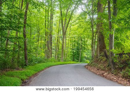 Deep green woods as the road winds through Susquehanna State Park in Maryland.