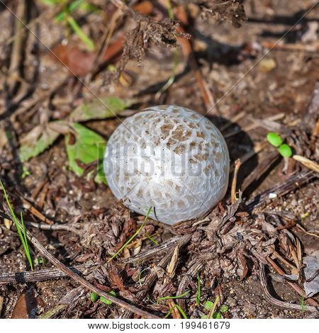 Edible mushroom Porhovka lead-grey (Bovista plumbea). Berdsk Novosibirsk oblast Siberia Russia August