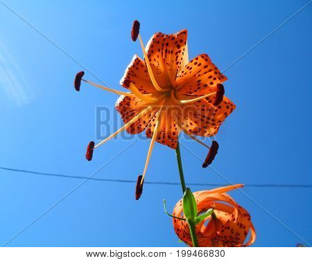 Orange Tiger Lily flower half-blown, sky in background.