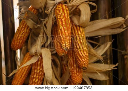 maize cobs corn in harvesting season. natural farm.