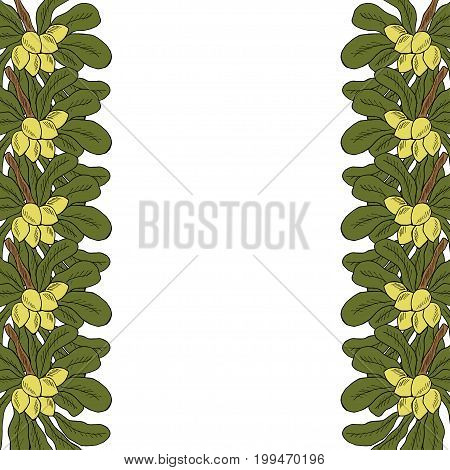Shea tree nuts plant, berry, fruit natural organic butter ingredient. Hand drawn ink sketch illustration. Treatment, cosmetics, food ingredient. Isolated. Decorative border.