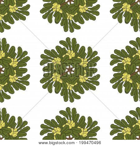 Shea tree nuts plant, berry, fruit natural organic butter ingredient. Hand drawn ink sketch illustration. Treatment, cosmetics, food ingredient. Seamless pattern, for print, wrapping, wallpaper