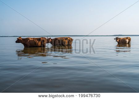 Cows Swim In Paliastomi Lake, Samegrelo, Geogria