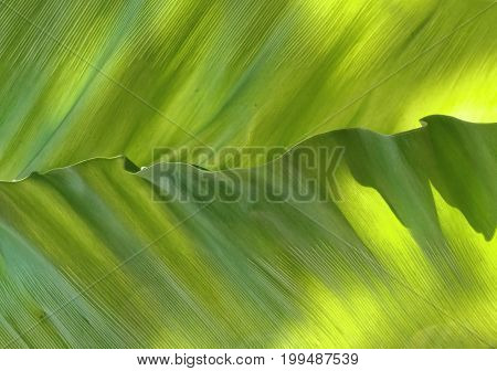 Background Pattern Abstract Green Leaf Textured and Background with Copy Space for Text Decorated.