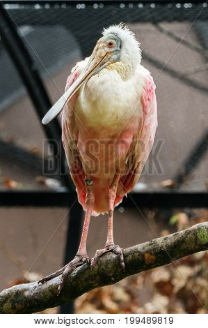 Pink Flat Billed The Roseate Spoonbill - Platalea Ajaja Gregarious Wading Bird Threskiornithidae