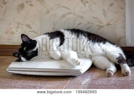 The cat on the scales thick fluffy partially in the balance humor.