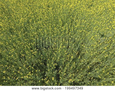 Field Of Flowering Rape. Top View From The Drone. Rape, A Syderatic Plant With Yellow Flowers. Field
