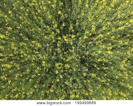 Field Of Flowering Rape. Top View From The Drone. Rape, A Syderatic Plant With Yellow Flowers. Field