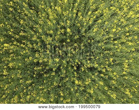 Field Of Flowering Rape. Top View From The Drone. Rape, A Syderatic Plant With Yellow Flowers. Field