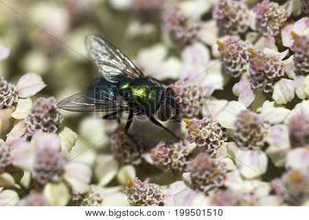 Green Bottle Fly (Phaenicia sericata) on Achillea millefollium